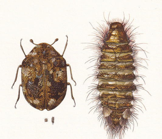 1960 SKIN BEETLE Print - Vintage Insect Print - Bugs Illustration - Insect Wall Art - Vintage Entomology Print - 7.5 x 10.6 I