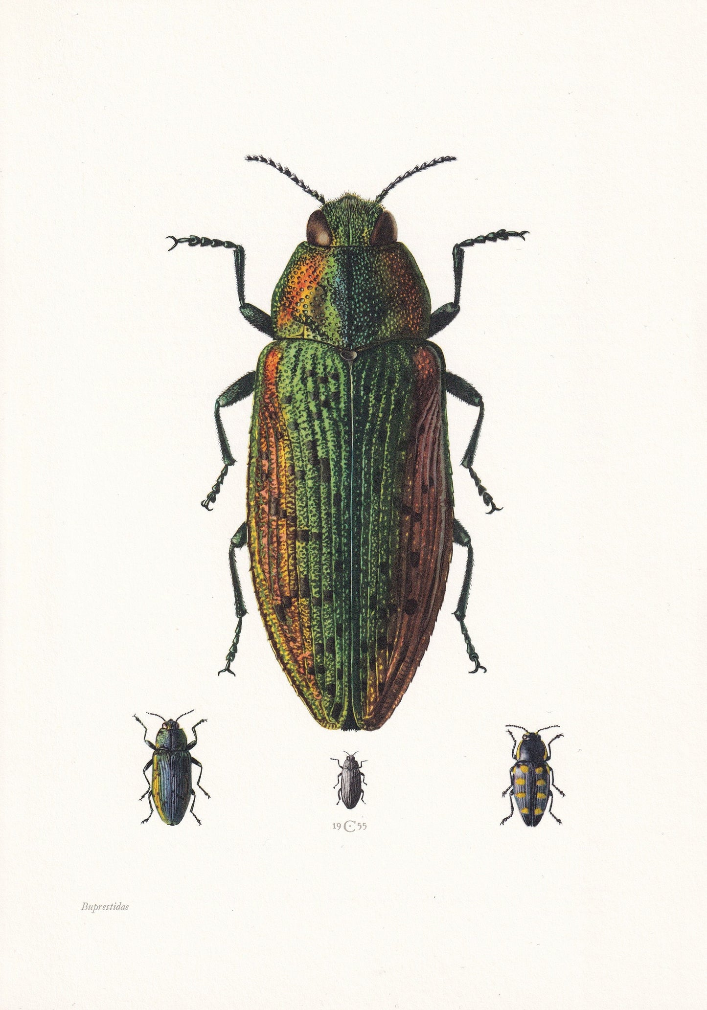 1960 JEWEL BEETLE Print - Vintage Insect Print - Bugs Illustration - Insect Wall Art - Vintage Entomology Print - 7.5 x 10.6 