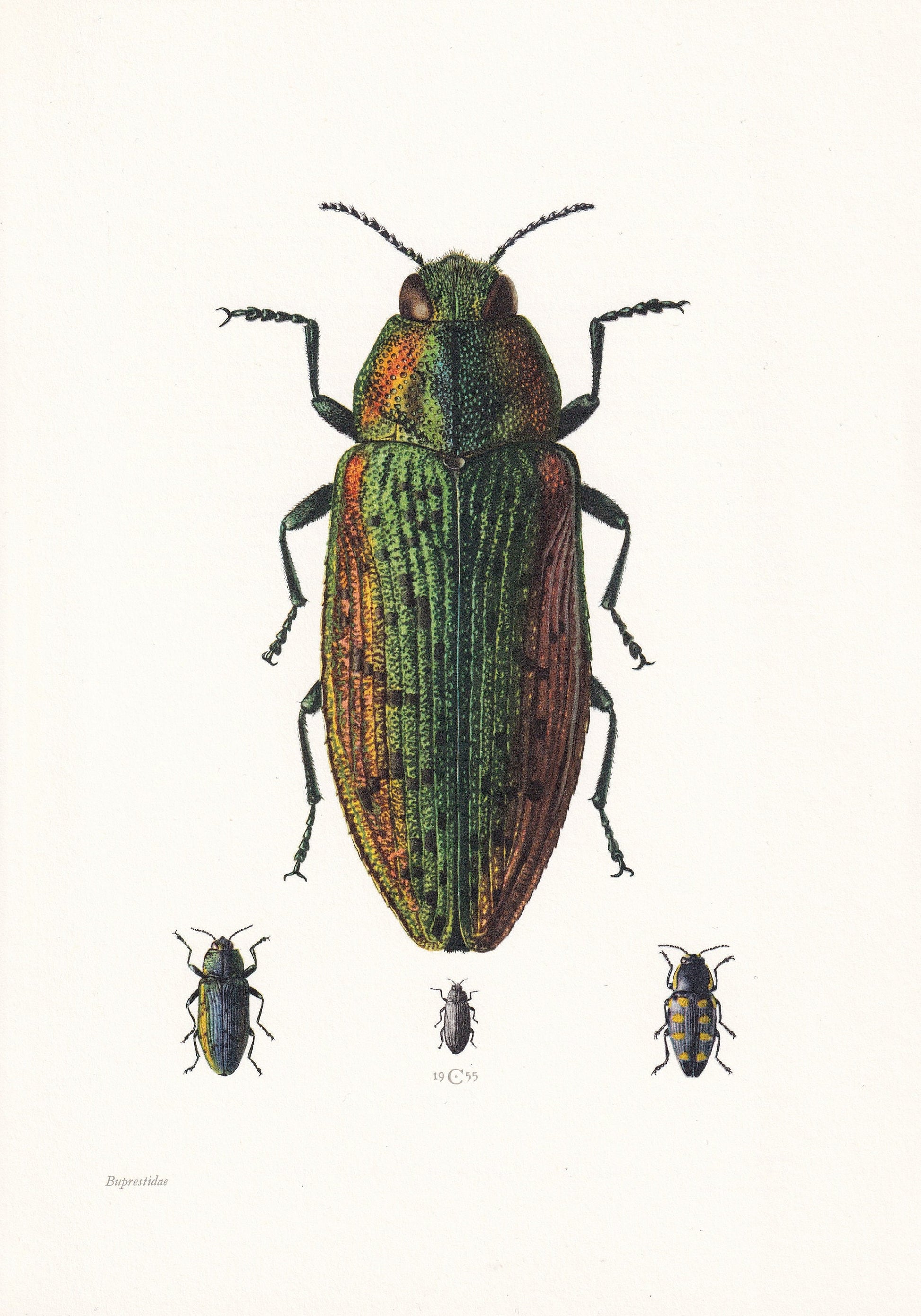 1960 JEWEL BEETLE Print - Vintage Insect Print - Bugs Illustration - Insect Wall Art - Vintage Entomology Print - 7.5 x 10.6 