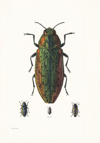 1960 JEWEL BEETLE Print - Vintage Insect Print - Bugs Illustration - Insect Wall Art - Vintage Entomology Print - 7.5 x 10.6 