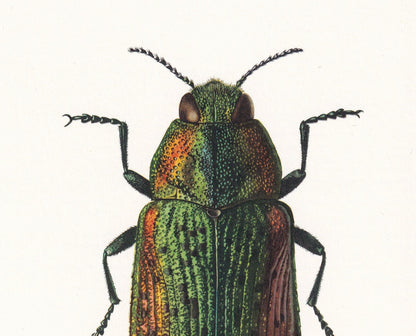 1960 JEWEL BEETLE Print - Vintage Insect Print - Bugs Illustration - Insect Wall Art - Vintage Entomology Print - 7.5 x 10.6 