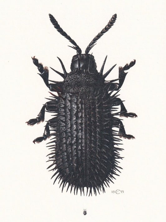 1960 LEAF BEETLE Print - Vintage Insect Print - Bugs Illustration - Insect Wall Art - Vintage Entomology Print - 7.5 x 10.6 I