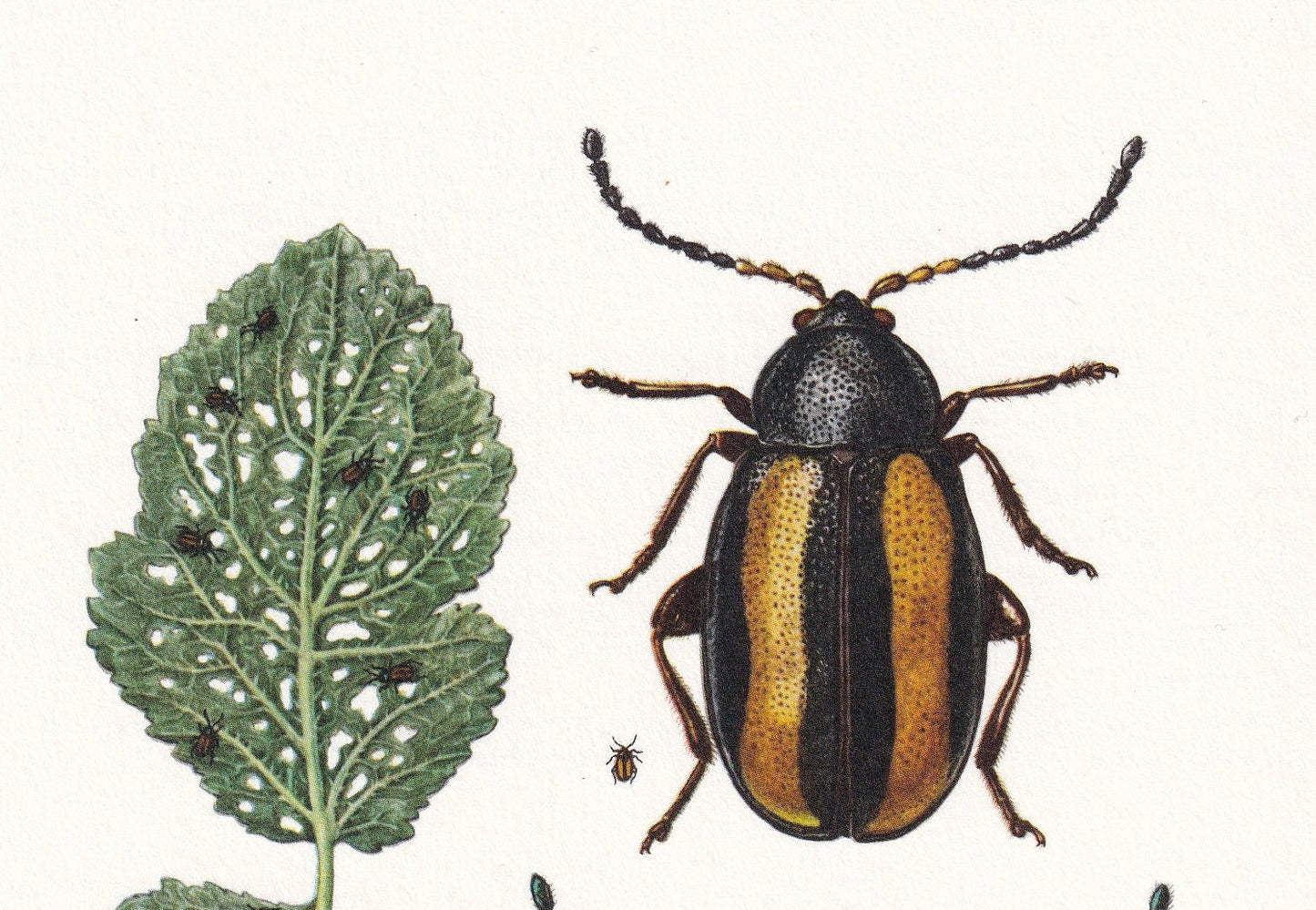 1960 STRIPED FLEA BEETLE Print - Vintage Insect Print - Bugs Illustration - Insect Wall Art - Vintage Entomology Print - 7.5 