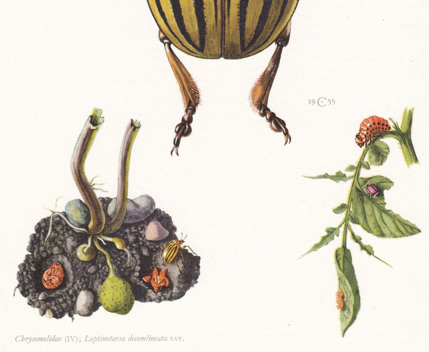 1960 COLORADO POTATO BEETLE Print - Vintage Insect Print - Bugs Illustration - Insect Wall Art - Vintage Entomology Print - 6