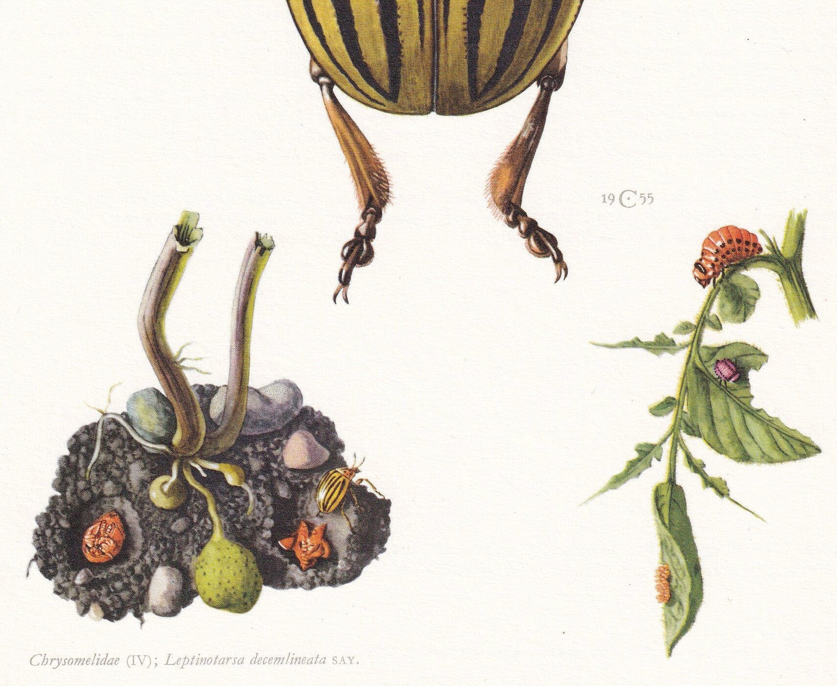 1960 COLORADO POTATO BEETLE Print - Vintage Insect Print - Bugs Illustration - Insect Wall Art - Vintage Entomology Print - 6
