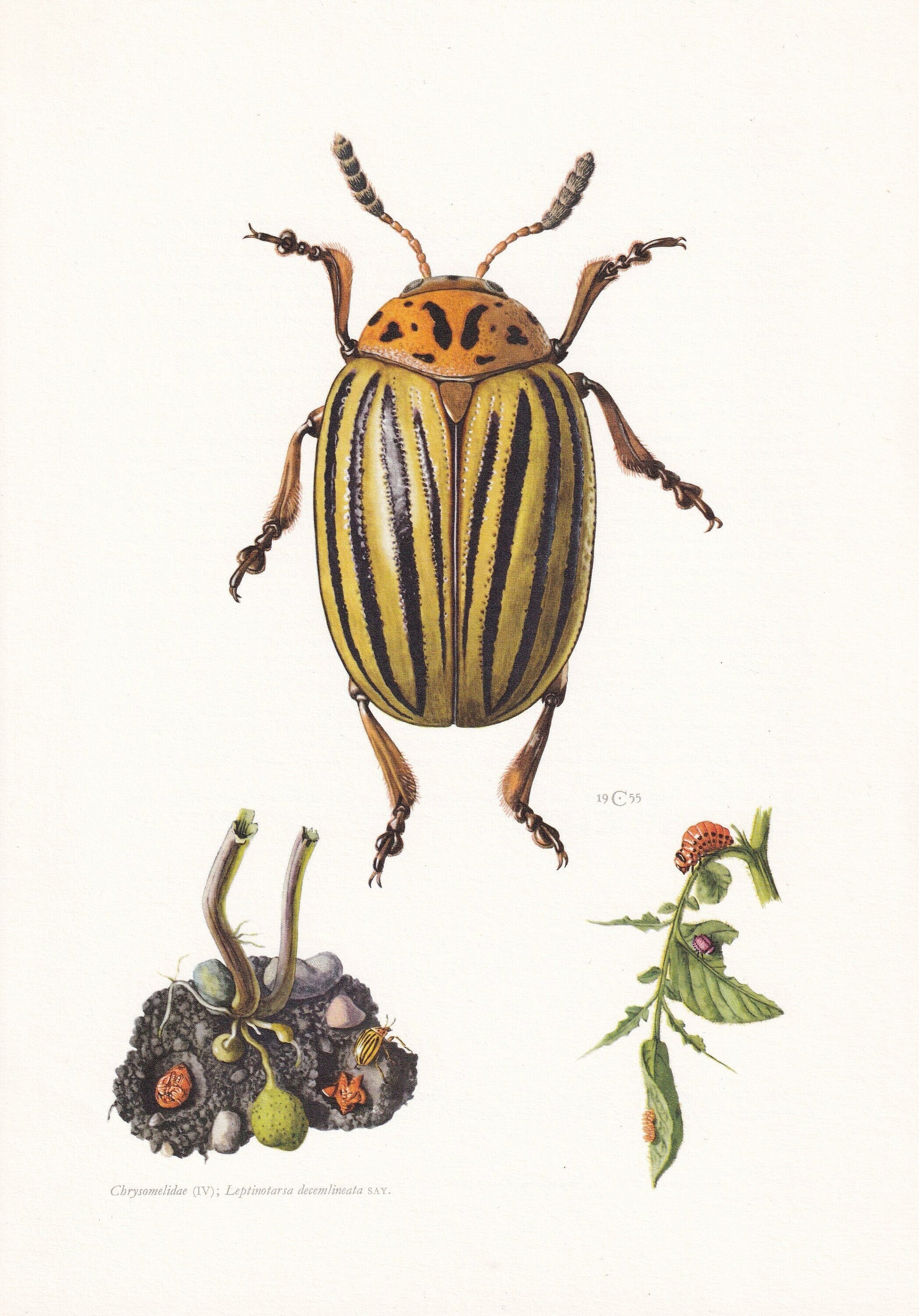 1960 COLORADO POTATO BEETLE Print - Vintage Insect Print - Bugs Illustration - Insect Wall Art - Vintage Entomology Print - 6