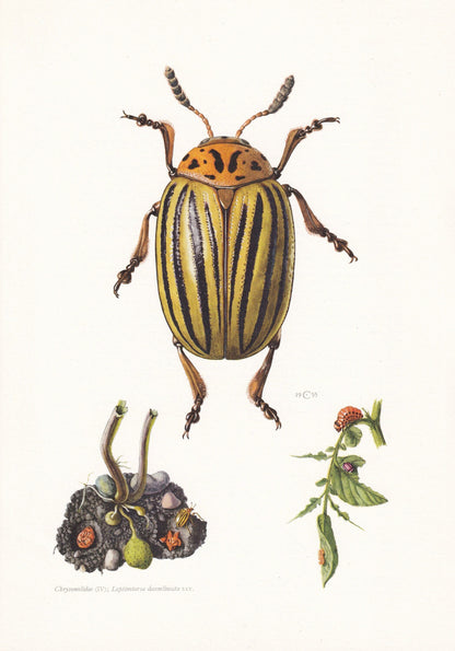 1960 COLORADO POTATO BEETLE Print - Vintage Insect Print - Bugs Illustration - Insect Wall Art - Vintage Entomology Print - 6