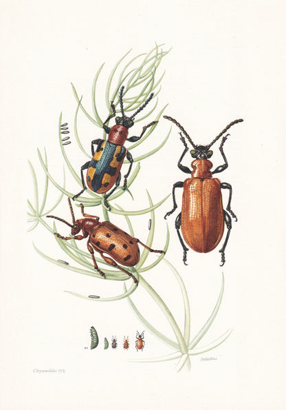 1960 ASPARAGUS BEETLE & Scarlet Lily Beetle Print - Vintage Insect Print - Insect Wall Art - Vintage Entomology Print - 7.5 x