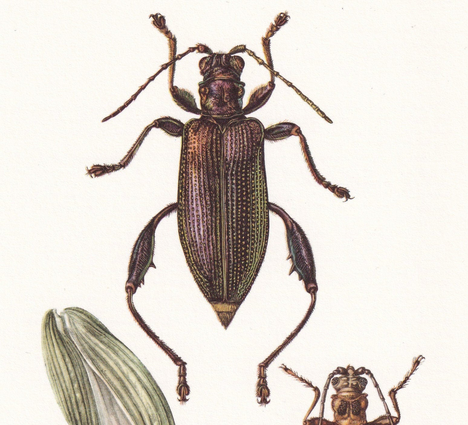 1960 LEAF BEETLE Print - Vintage Insect Print - Bugs Illustration - Insect Wall Art - Vintage Entomology Print - 7.5 x 10.6 I