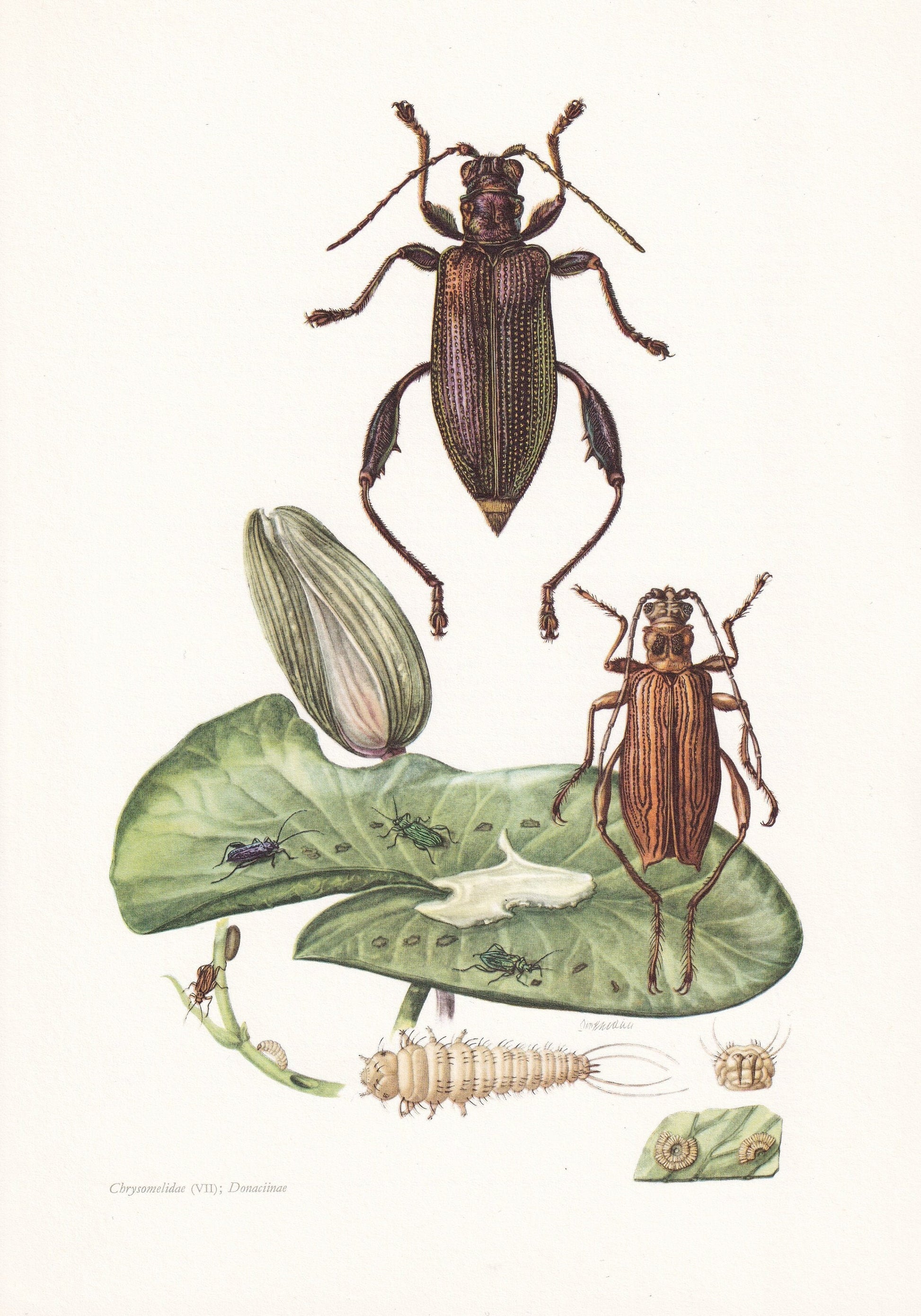 1960 LEAF BEETLE Print - Vintage Insect Print - Bugs Illustration - Insect Wall Art - Vintage Entomology Print - 7.5 x 10.6 I