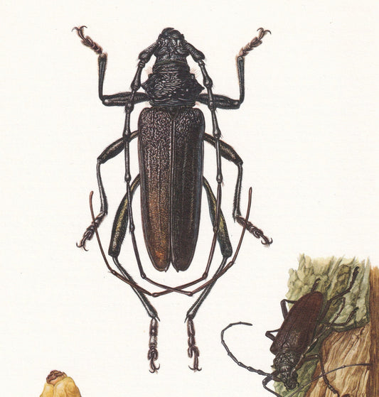 1960 CAPRICORN BEETLE Print - Vintage Insect Print - Bugs Illustration - Insect Wall Art - Vintage Entomology Print - 7.5 x 1