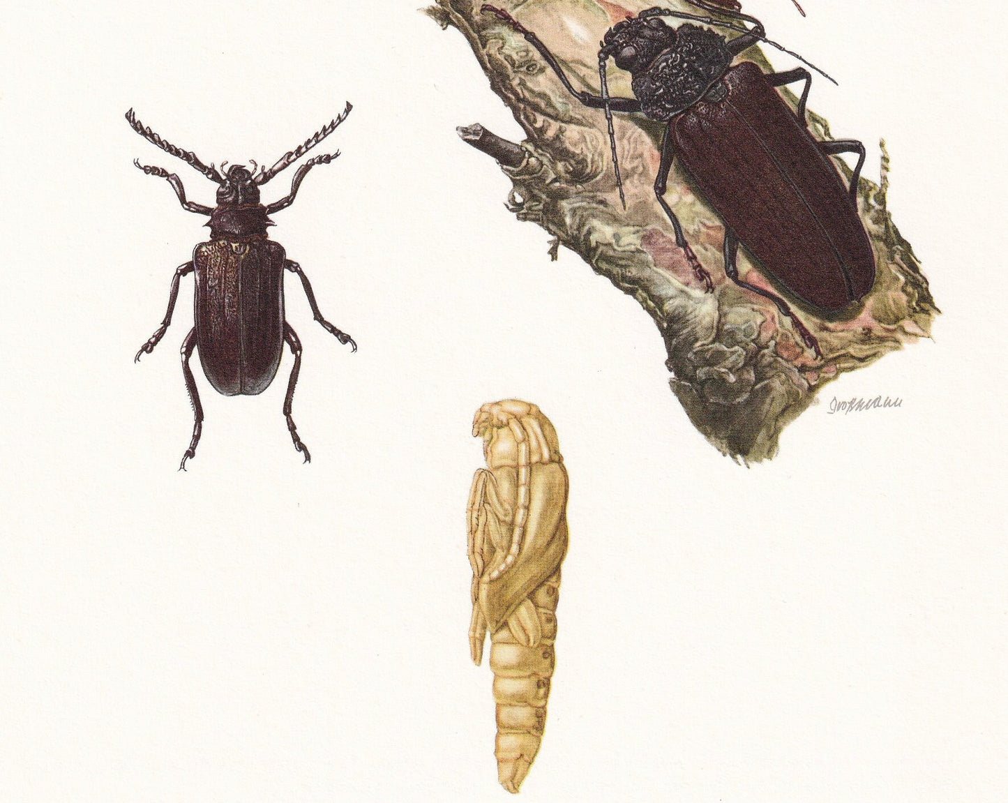 1960 TANNER BEETLE & Longhorn Beetle Print - Vintage Insect Print - Insect Wall Art - Vintage Entomology Print - 7.5 x 10.6 I