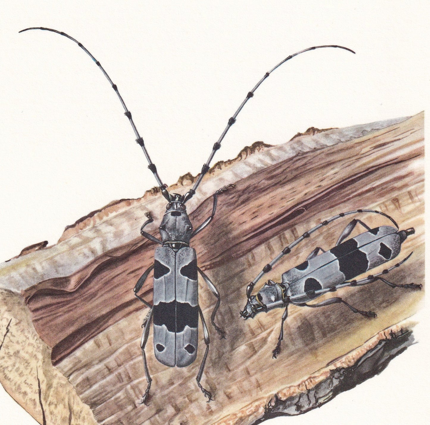 1960 ROSALIA LONGICORN BEETLE Print - Vintage Insect Print - Bugs Illustration - Insect Wall Art - Vintage Entomology Print -