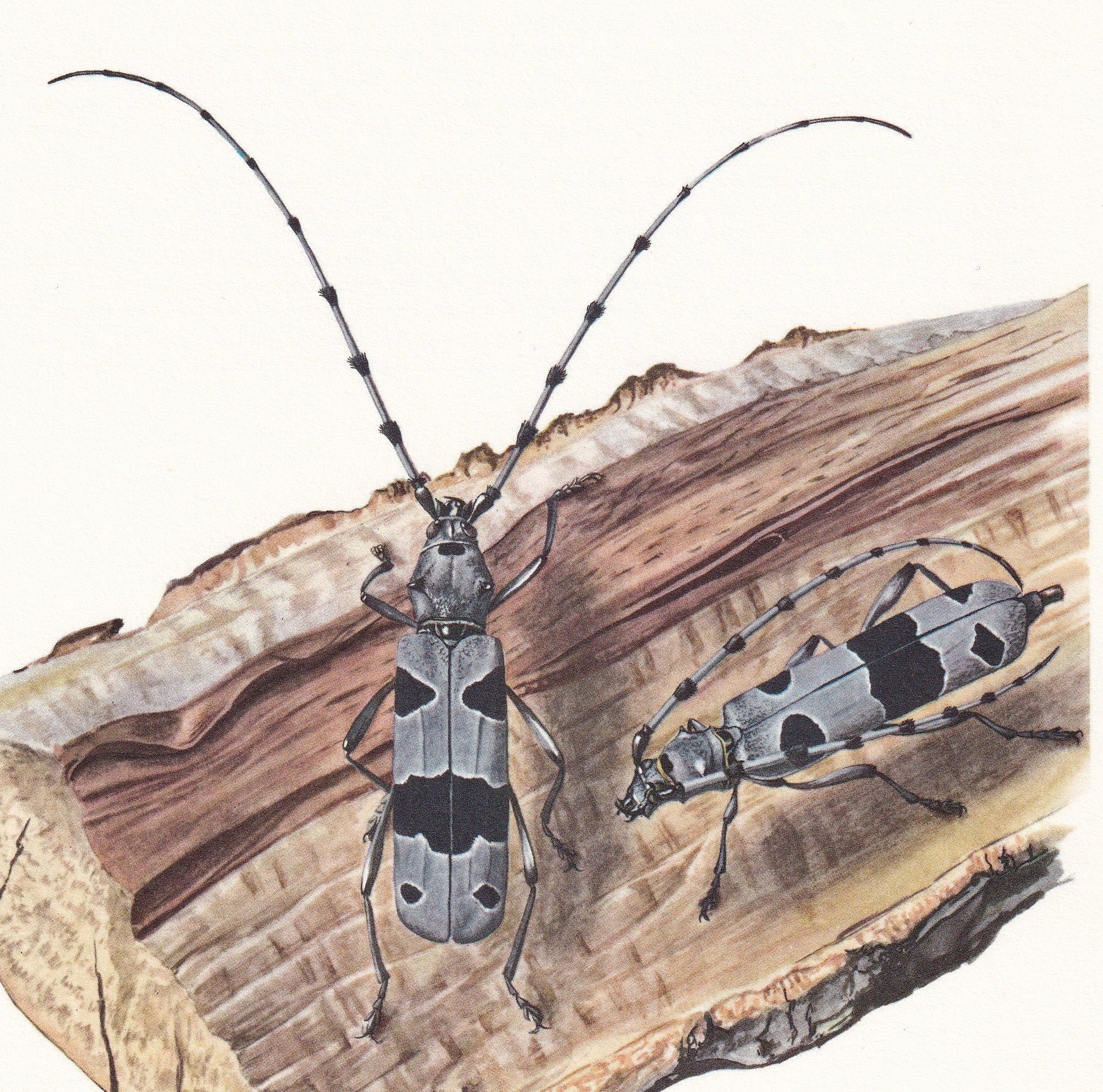 1960 ROSALIA LONGICORN BEETLE Print - Vintage Insect Print - Bugs Illustration - Insect Wall Art - Vintage Entomology Print -