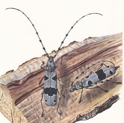 1960 ROSALIA LONGICORN BEETLE Print - Vintage Insect Print - Bugs Illustration - Insect Wall Art - Vintage Entomology Print -