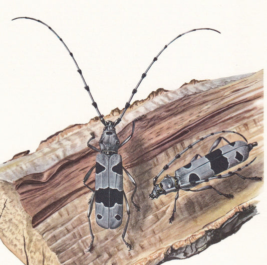 1960 ROSALIA LONGICORN BEETLE Print - Vintage Insect Print - Bugs Illustration - Insect Wall Art - Vintage Entomology Print -