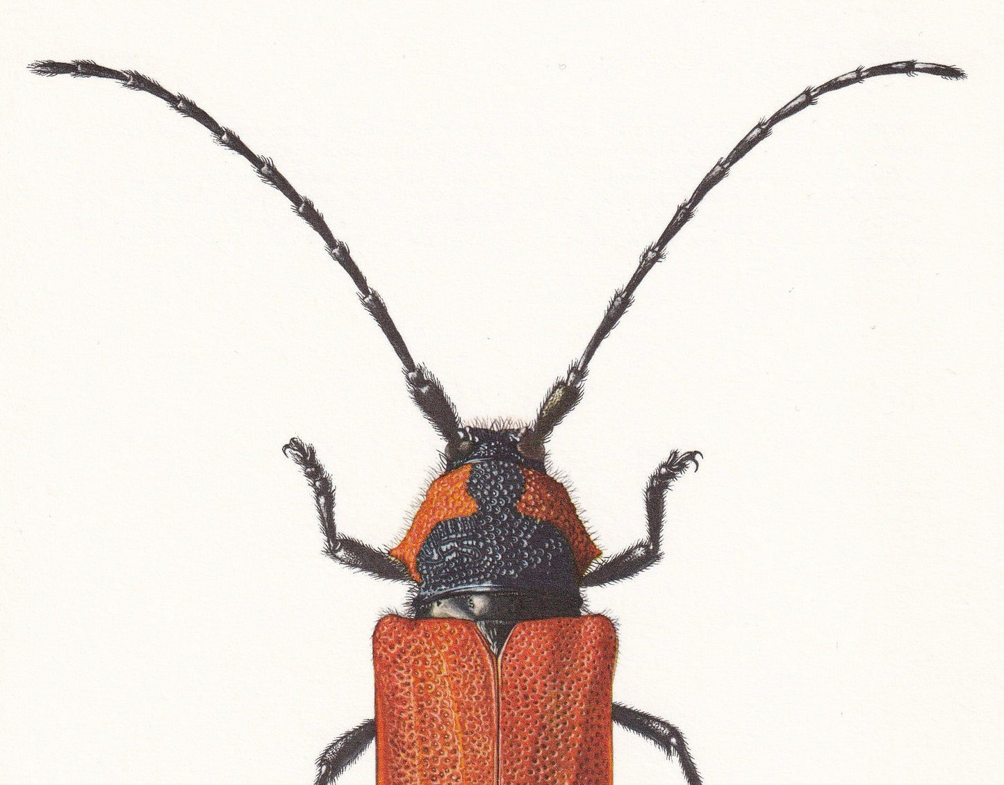1960 LONGHORN BEETLE Print - Purpuricenus Kaehleri - Vintage Insect Print - Insect Wall Art - Vintage Entomology Print - 7.5 x 10.6 Inches