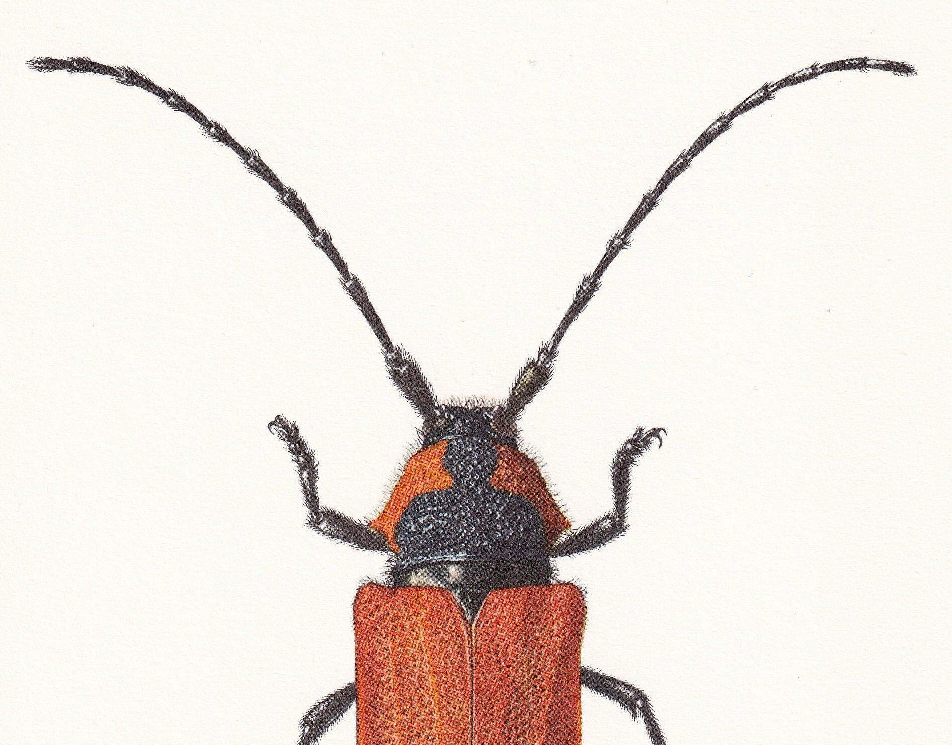 1960 LONGHORN BEETLE Print - Purpuricenus Kaehleri - Vintage Insect Print - Insect Wall Art - Vintage Entomology Print - 7.5 x 10.6 Inches