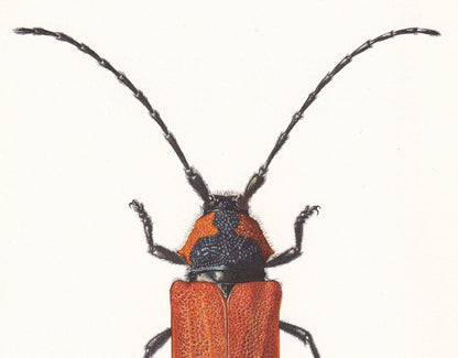 1960 LONGHORN BEETLE Print - Purpuricenus Kaehleri - Vintage Insect Print - Insect Wall Art - Vintage Entomology Print - 7.5 x 10.6 Inches