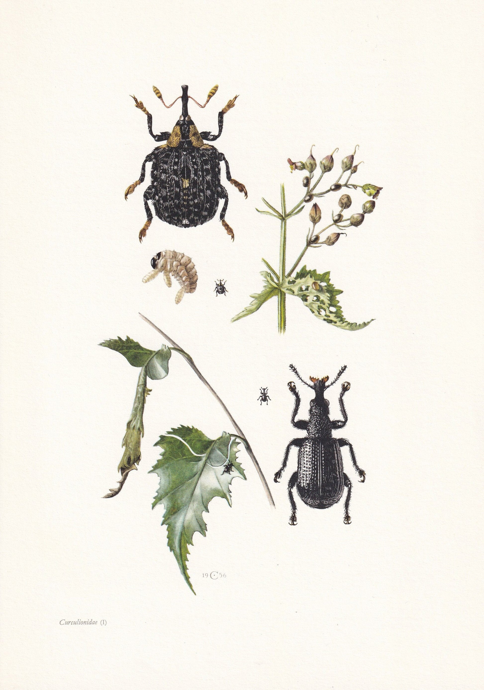 1960 SNOUT WEEVIL Print - Vintage Insect Print - Bug Illustration - Insect Wall Art - Vintage Entomology Print - 7.5 x 10.6 I