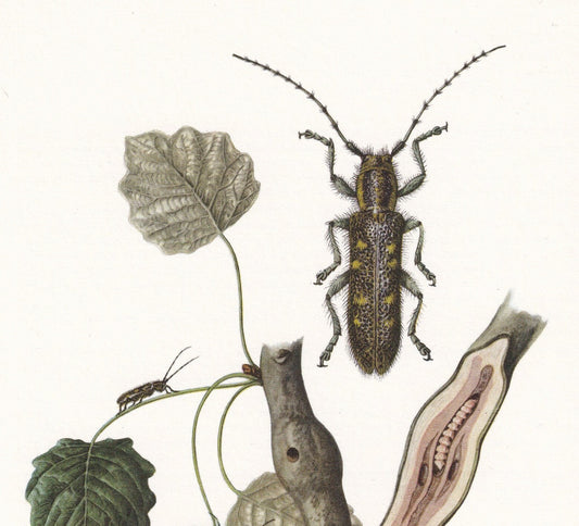 1960 LONGHORN BEETLE Print - Vintage Insect Print - Saperda carcharias - Insect Wall Art - Vintage Entomology Print - 7.5 x 1