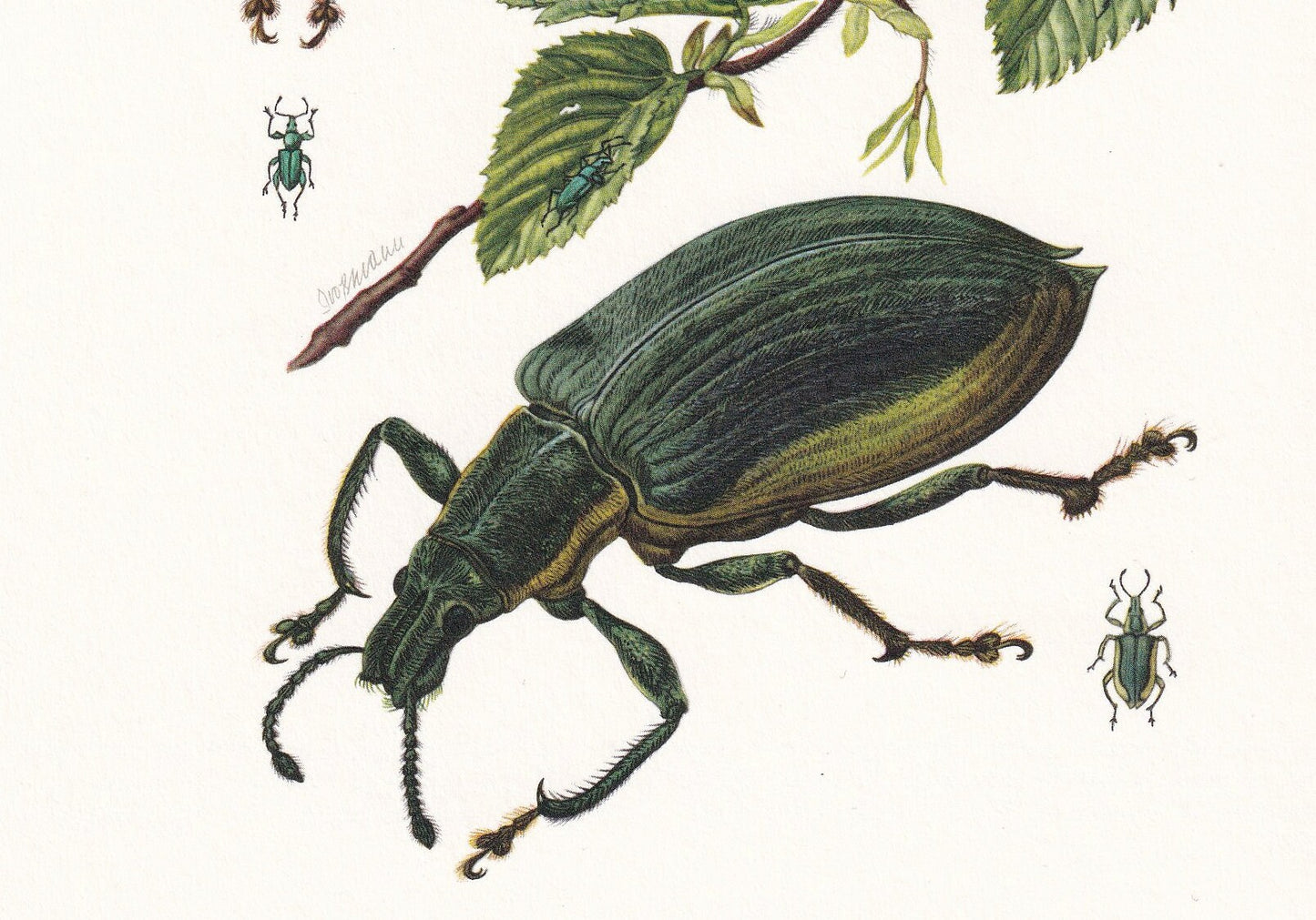 1960 TRUE WEEVIL Print - Vintage Insect Print - Bug Illustration - Insect Wall Art - Vintage Entomology Print - 7.5 x 10.6 In