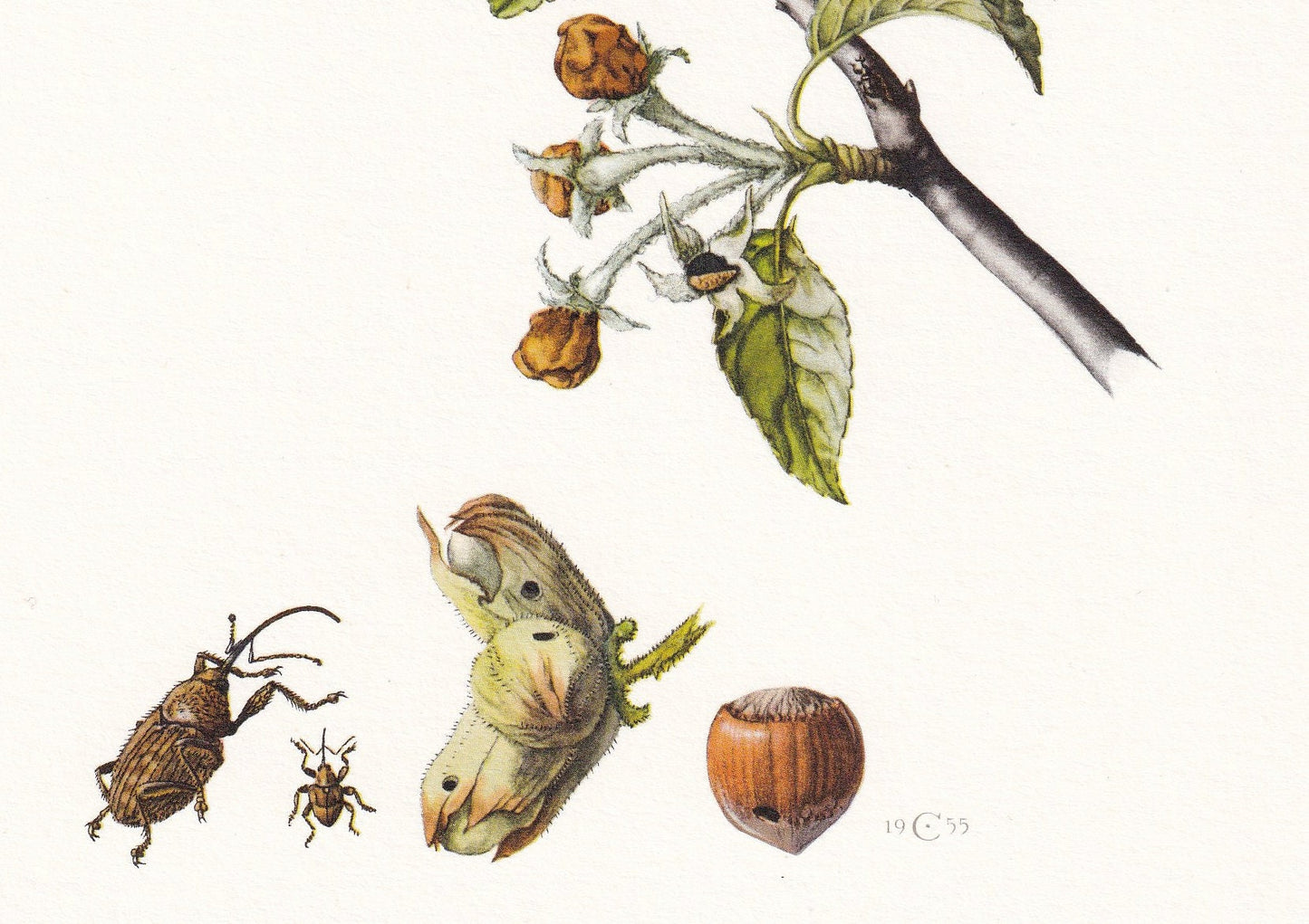 1960 WEEVILS SNOUT BEETLES Print - Vintage Insect Print - Bug Illustration - Insect Wall Art - Vintage Entomology Print - 7.5