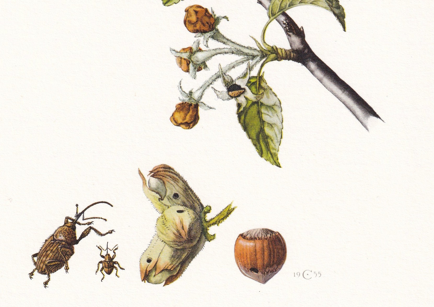 1960 WEEVILS SNOUT BEETLES Print - Vintage Insect Print - Bug Illustration - Insect Wall Art - Vintage Entomology Print - 7.5