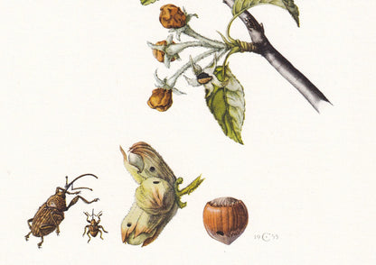 1960 WEEVILS SNOUT BEETLES Print - Vintage Insect Print - Bug Illustration - Insect Wall Art - Vintage Entomology Print - 7.5