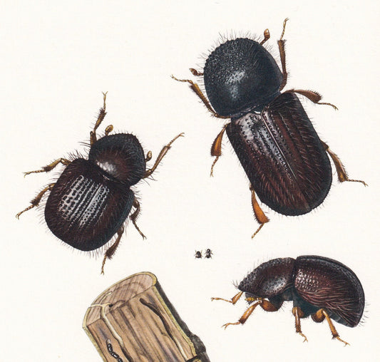 1960 PEAR BLIGHT BEETLE Print - Vintage Insect Print - Bug Illustration - Insect Wall Art - Vintage Entomology Print - 7.5 x 