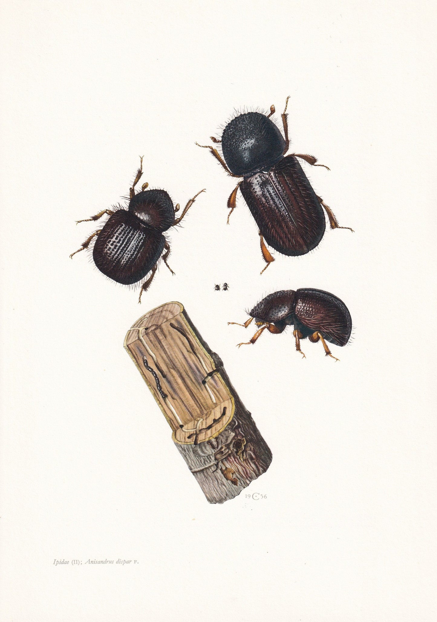 1960 PEAR BLIGHT BEETLE Print - Vintage Insect Print - Bug Illustration - Insect Wall Art - Vintage Entomology Print - 7.5 x 