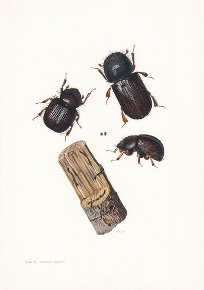 1960 PEAR BLIGHT BEETLE Print - Vintage Insect Print - Bug Illustration - Insect Wall Art - Vintage Entomology Print - 7.5 x 