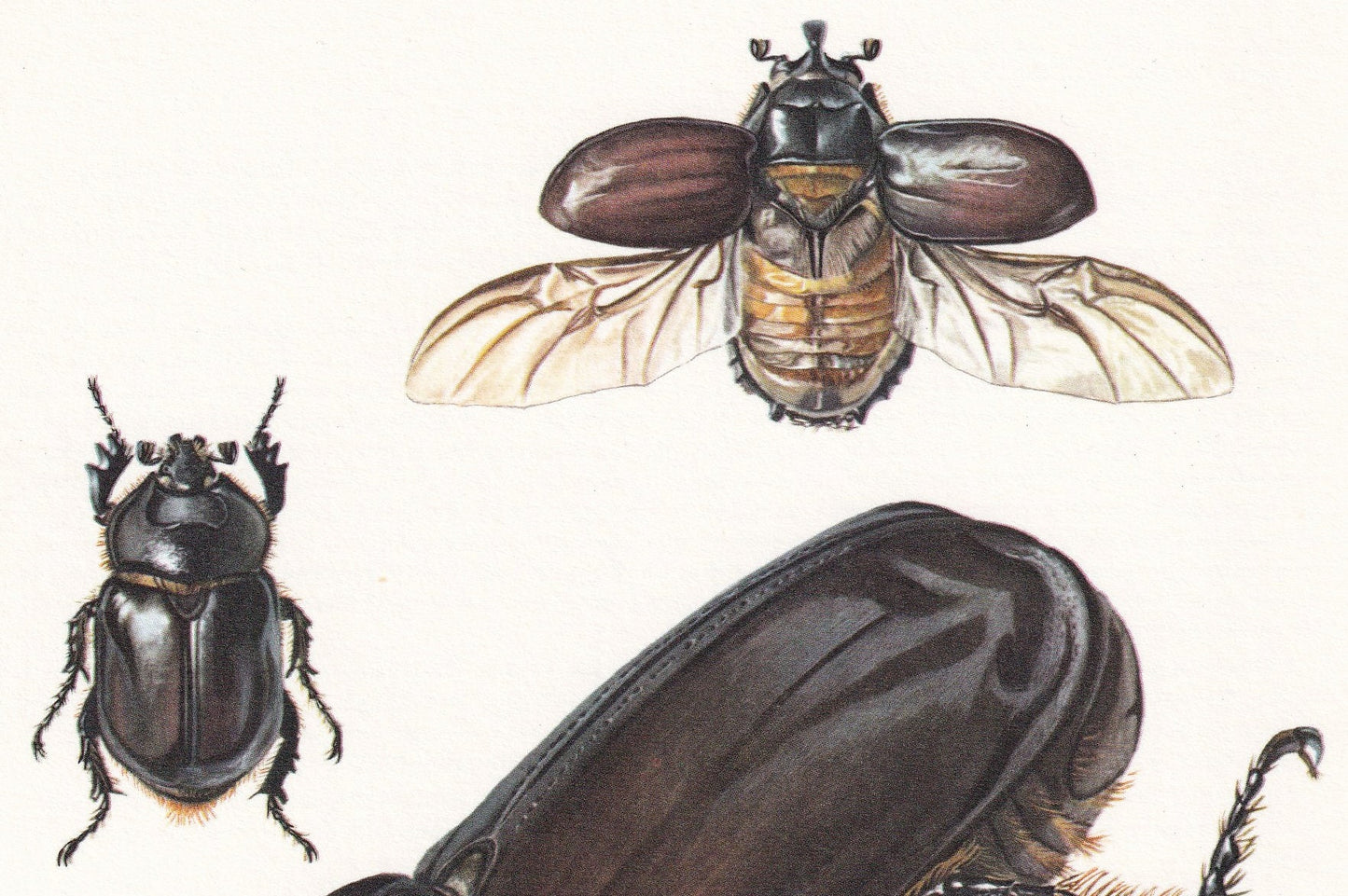 1960 RHINOCEROS BEETLE Print - Vintage Insect Print - Bug Illustration - Insect Wall Art - Vintage Entomology Print - 7.5 x 10.6 Inches