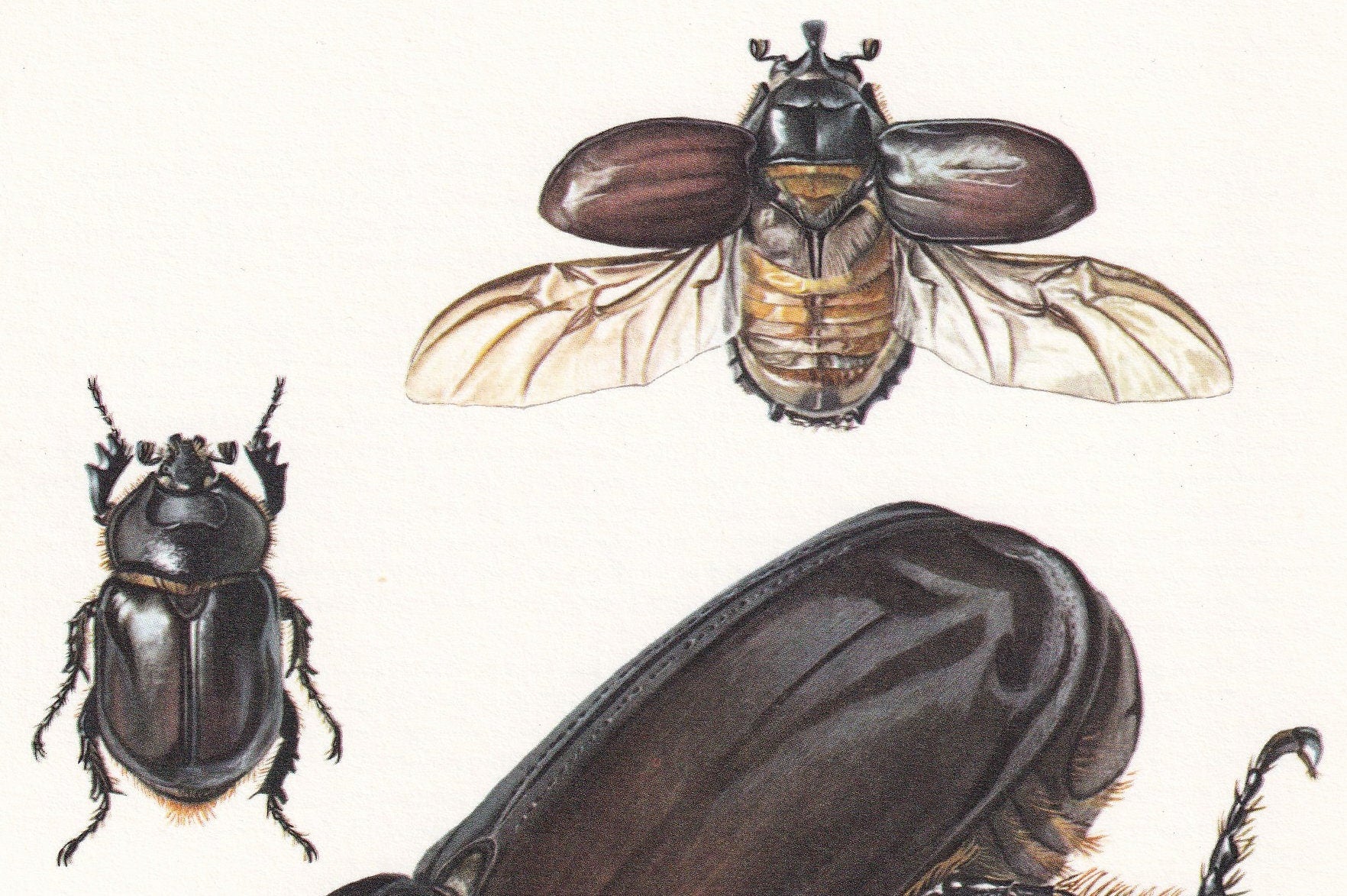1960 RHINOCEROS BEETLE Print - Vintage Insect Print - Bug Illustration - Insect Wall Art - Vintage Entomology Print - 7.5 x 10.6 Inches