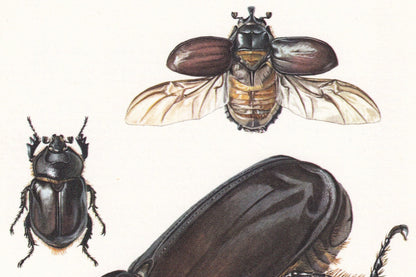 1960 RHINOCEROS BEETLE Print - Vintage Insect Print - Bug Illustration - Insect Wall Art - Vintage Entomology Print - 7.5 x 10.6 Inches