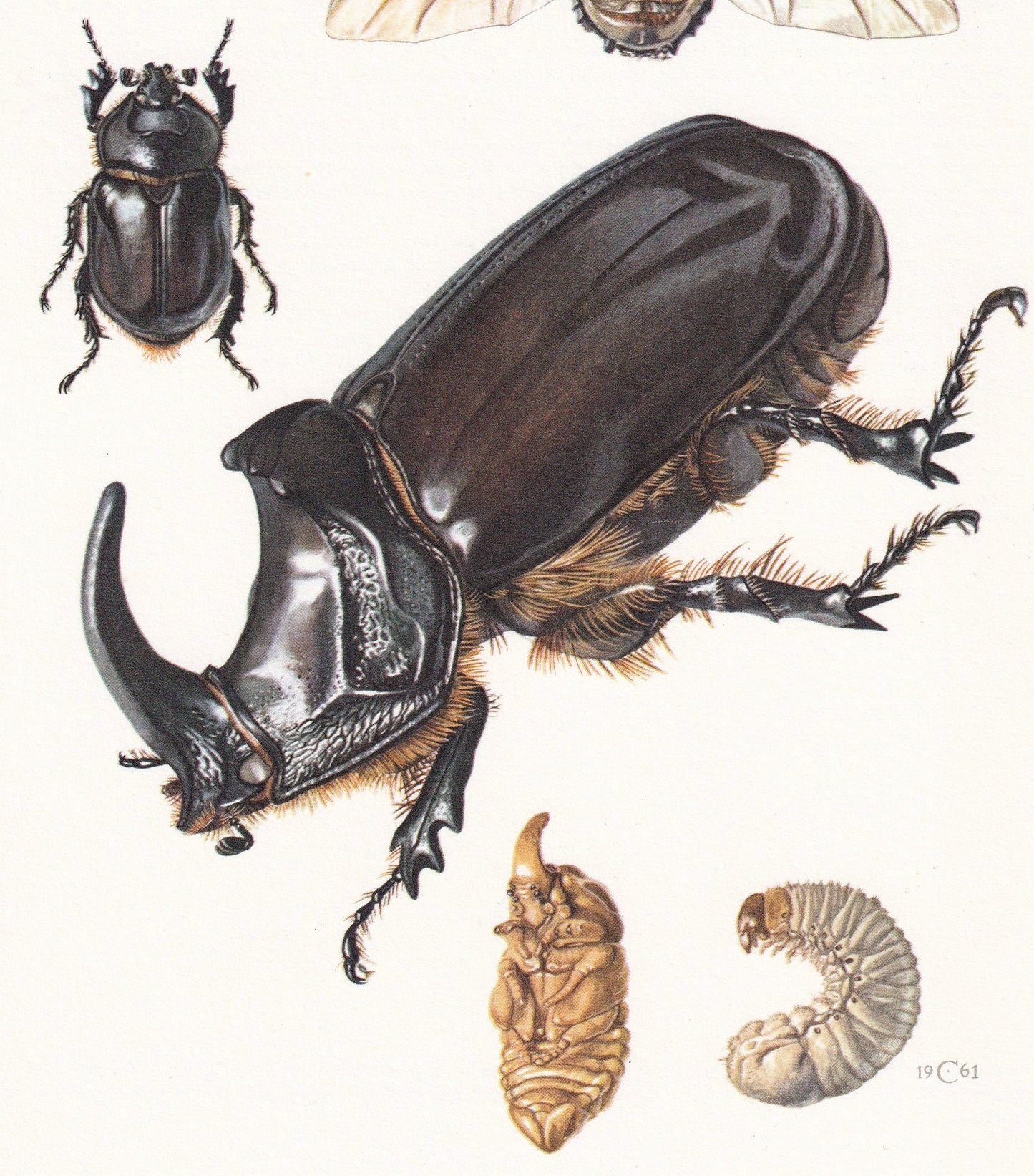 1960 RHINOCEROS BEETLE Print - Vintage Insect Print - Bug Illustration - Insect Wall Art - Vintage Entomology Print - 7.5 x 1