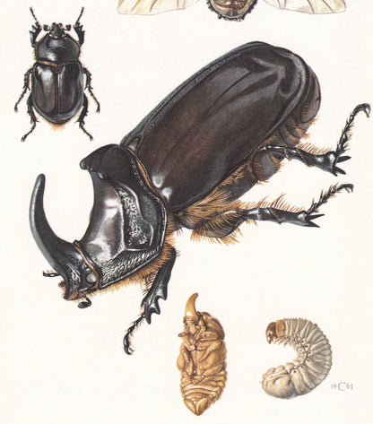 1960 RHINOCEROS BEETLE Print - Vintage Insect Print - Bug Illustration - Insect Wall Art - Vintage Entomology Print - 7.5 x 1