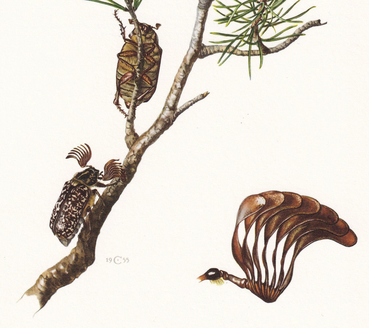 1960 PINE CHAFER BEETLE Print - Vintage Insect Print - Polyphylla fullo - Insect Wall Art - Vintage Entomology Print - 7.5 x 