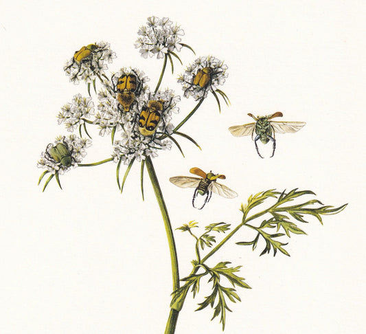 1960 BEE BEETLE Print - Vintage Insect Print - Scarab Beetle Print - Insect Wall Art - Vintage Entomology Print - 7.5 x 10.6 