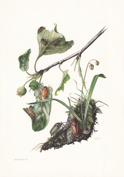 1960 SCARAB BEETLES Print - Vintage Insect Print - Bugs Illustration - Insect Wall Art - Vintage Entomology Print - 7.5 x 10.