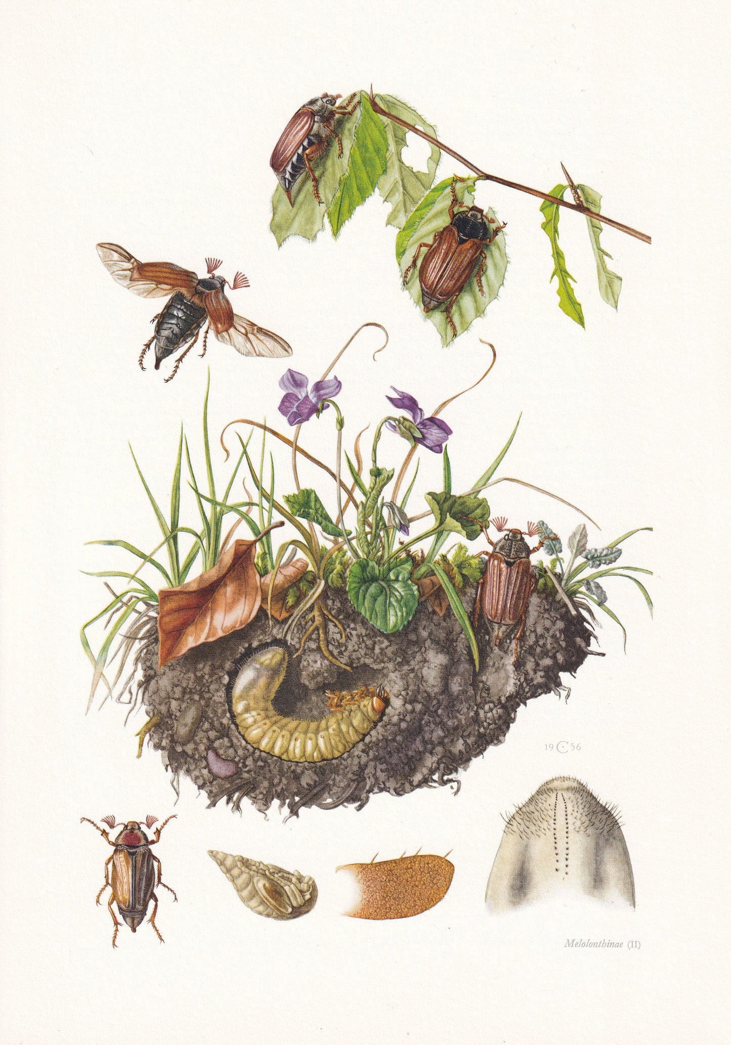 1960 COCKCHAFER aka MAYBUG Print - Vintage Insect Print - Bugs Illustration - Insect Wall Art - Vintage Entomology Print - 63