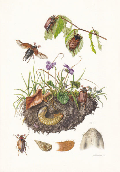 1960 COCKCHAFER aka MAYBUG Print - Vintage Insect Print - Bugs Illustration - Insect Wall Art - Vintage Entomology Print - 63