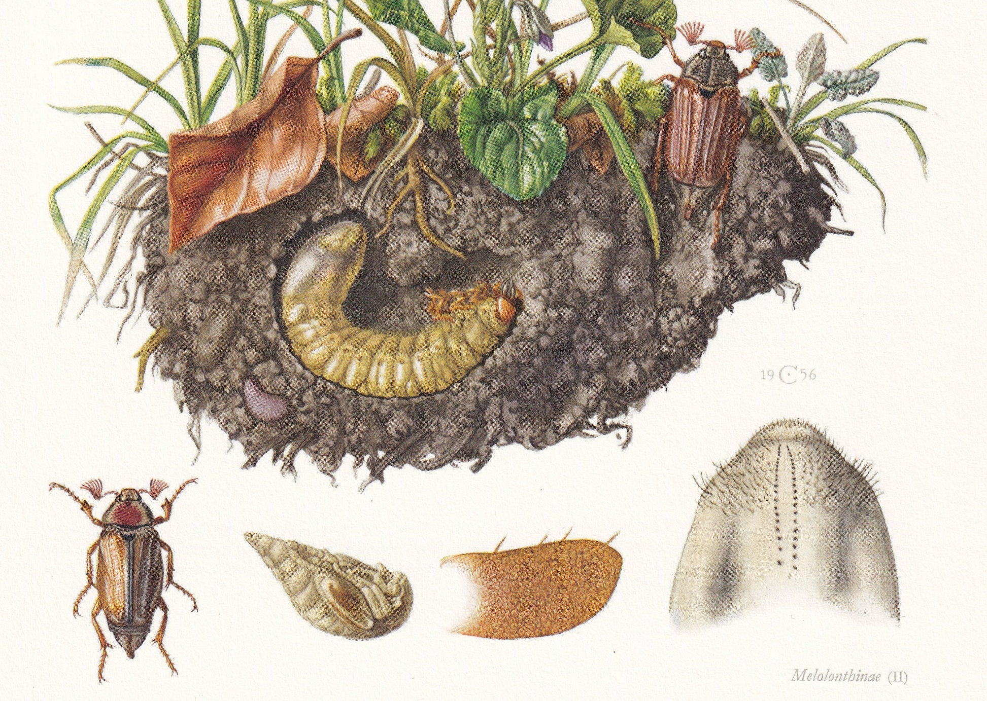1960 COCKCHAFER aka MAYBUG Print - Vintage Insect Print - Bugs Illustration - Insect Wall Art - Vintage Entomology Print - 63