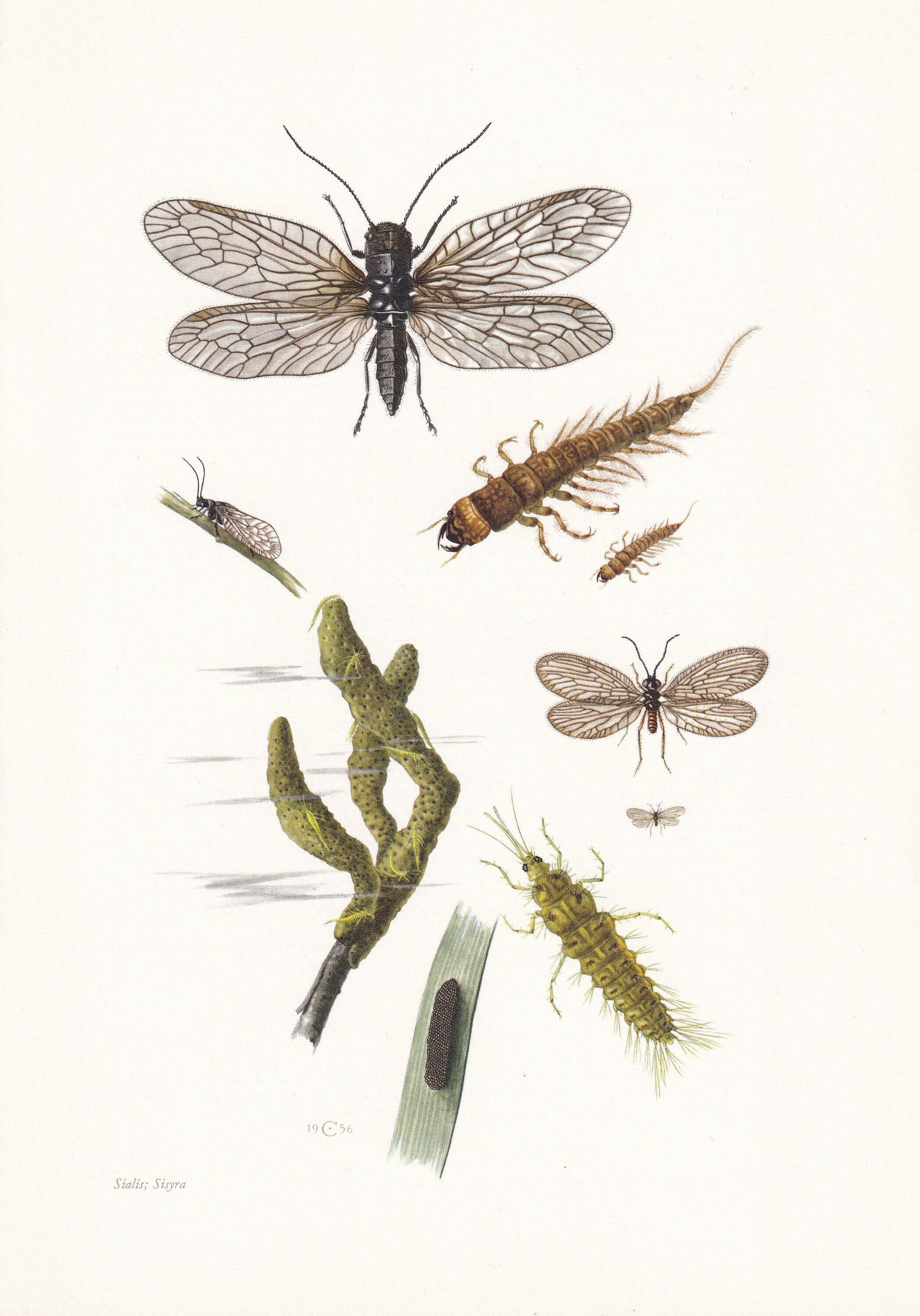 1960 ALDER FLY & Sisyra Fly Print - Vintage Insect Print - Bugs Illustration - Insect Wall Art - Vintage Entomology Print - 6