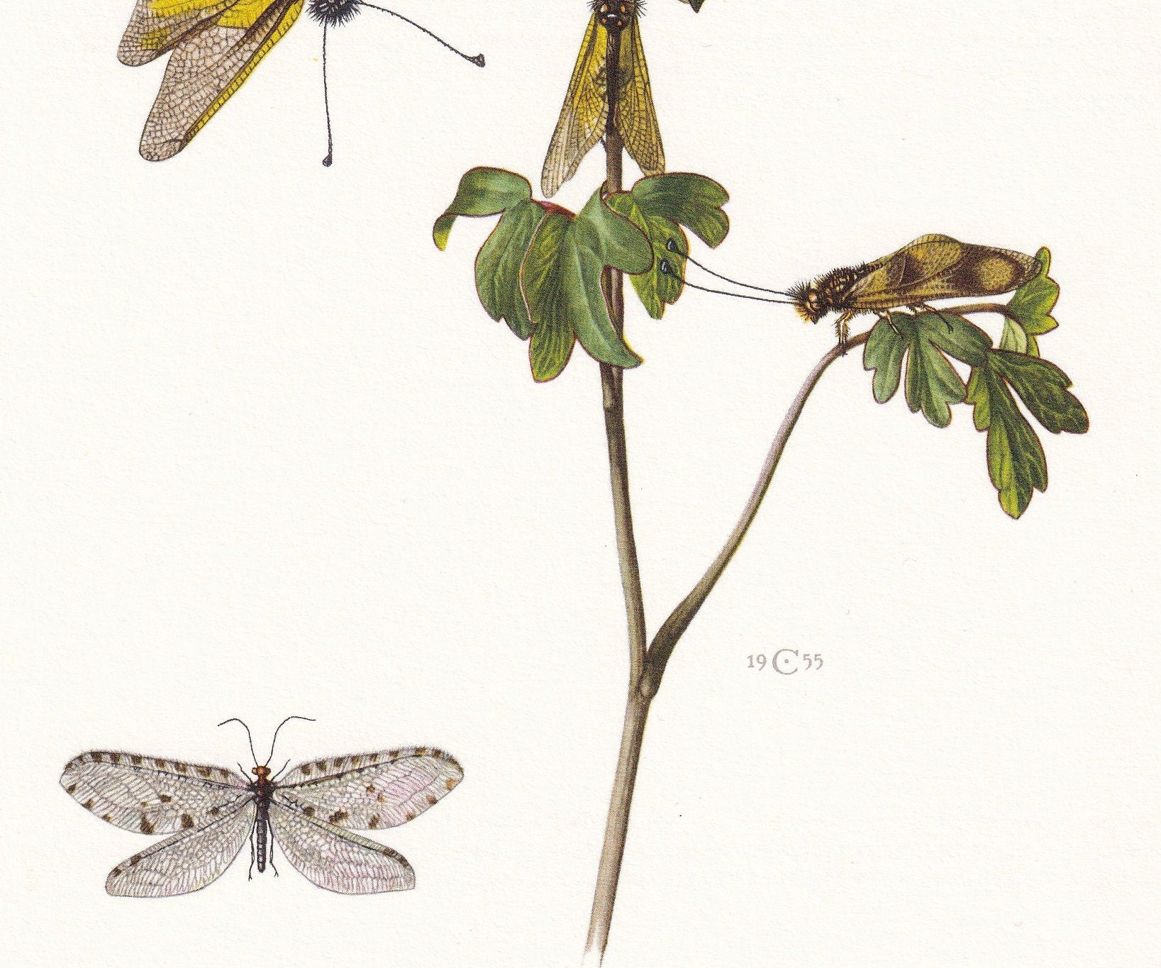 1960 OWLFLY Print - Vintage Insect Print - Bugs Illustration - Insect Wall Art - Vintage Entomology Print - 7.5 x 10.6 Inches