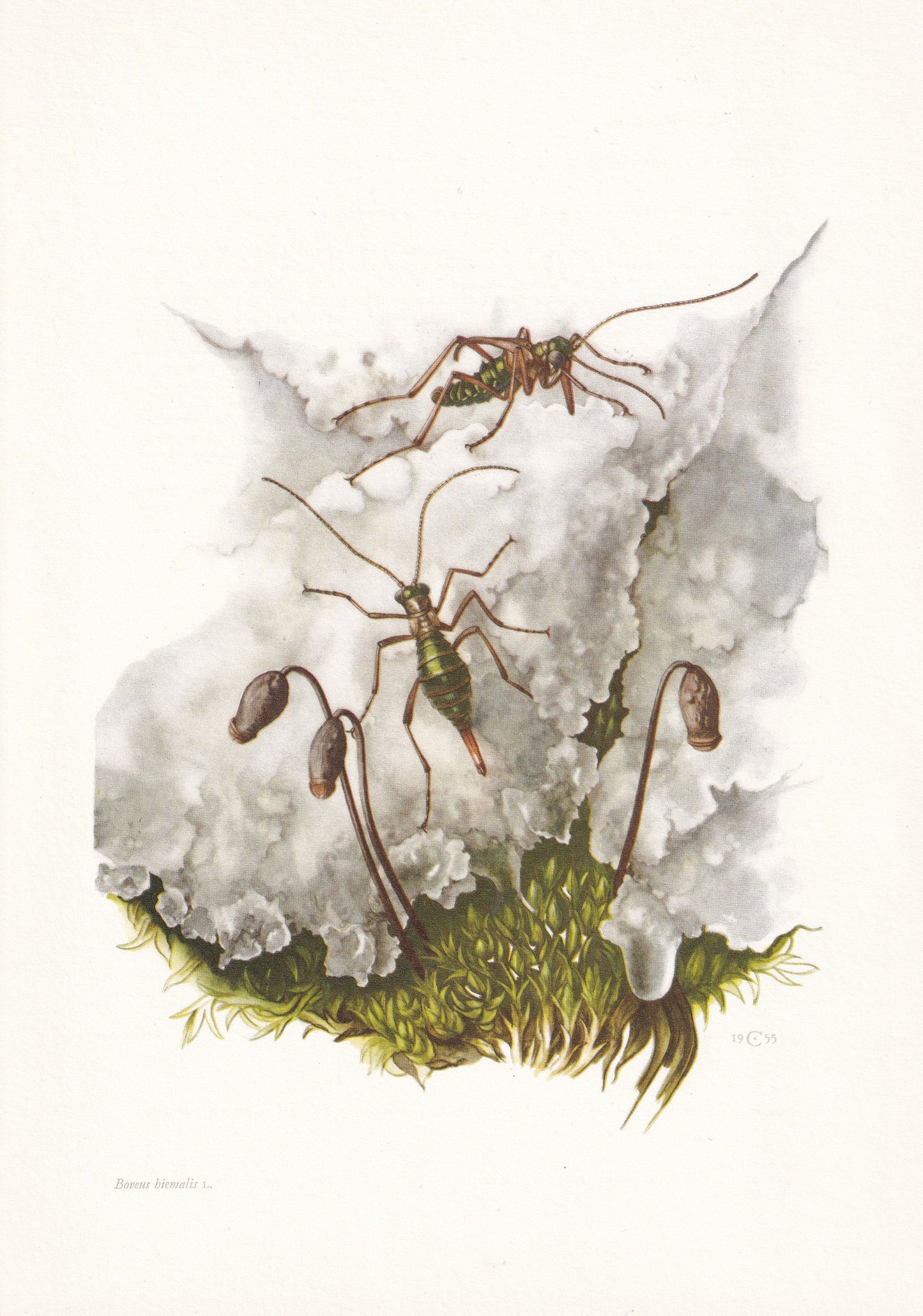 1960 SNOW FLEA Print - Vintage Insect Print - Bugs Illustration - Insect Wall Art - Vintage Entomology Print - 7.5 x 10.6 Inc