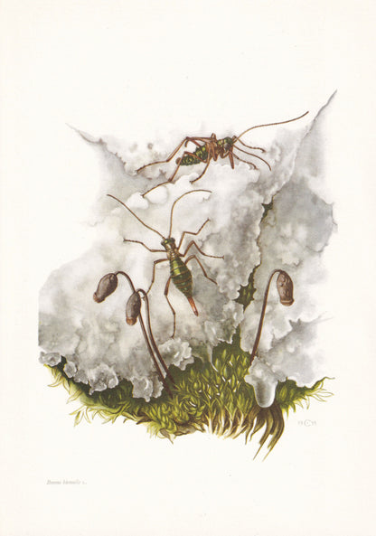 1960 SNOW FLEA Print - Vintage Insect Print - Bugs Illustration - Insect Wall Art - Vintage Entomology Print - 7.5 x 10.6 Inc