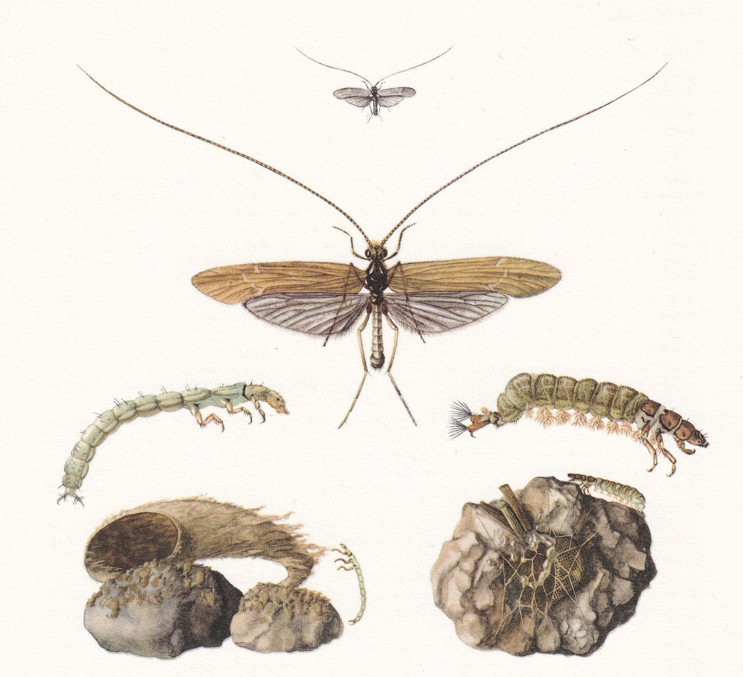 1960 CADDISFLY Print - Vintage Insect Print - Bugs Illustration - Insect Wall Art - Vintage Entomology Print - 7.5 x 10.6 Inc