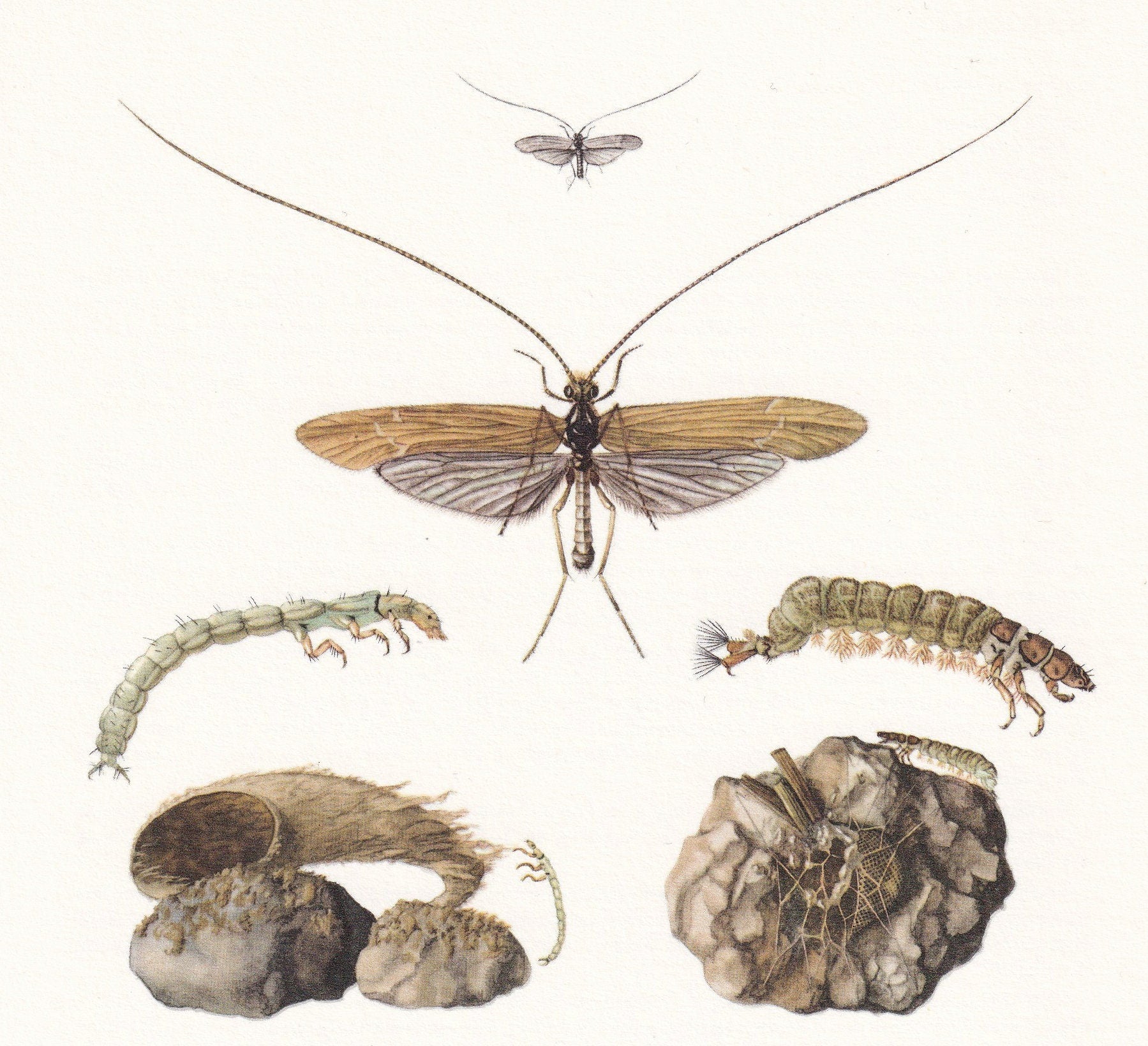 1960 CADDISFLY Print - Vintage Insect Print - Bugs Illustration - Insect Wall Art - Vintage Entomology Print - 7.5 x 10.6 Inc