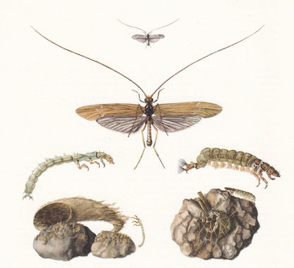 1960 CADDISFLY Print - Vintage Insect Print - Bugs Illustration - Insect Wall Art - Vintage Entomology Print - 7.5 x 10.6 Inc